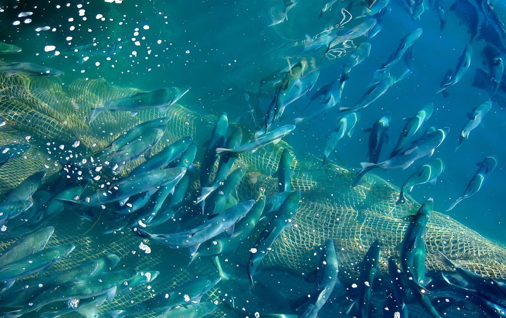 aquaculture-aqua-fish-farm-main