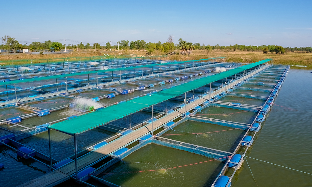 fish-farm-a-day-in-the-life-aquaculture