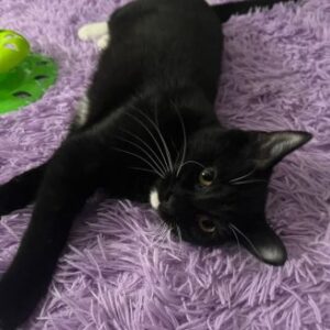 Oreo