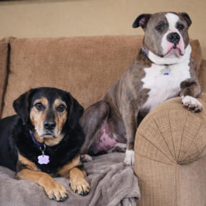 Dogs
