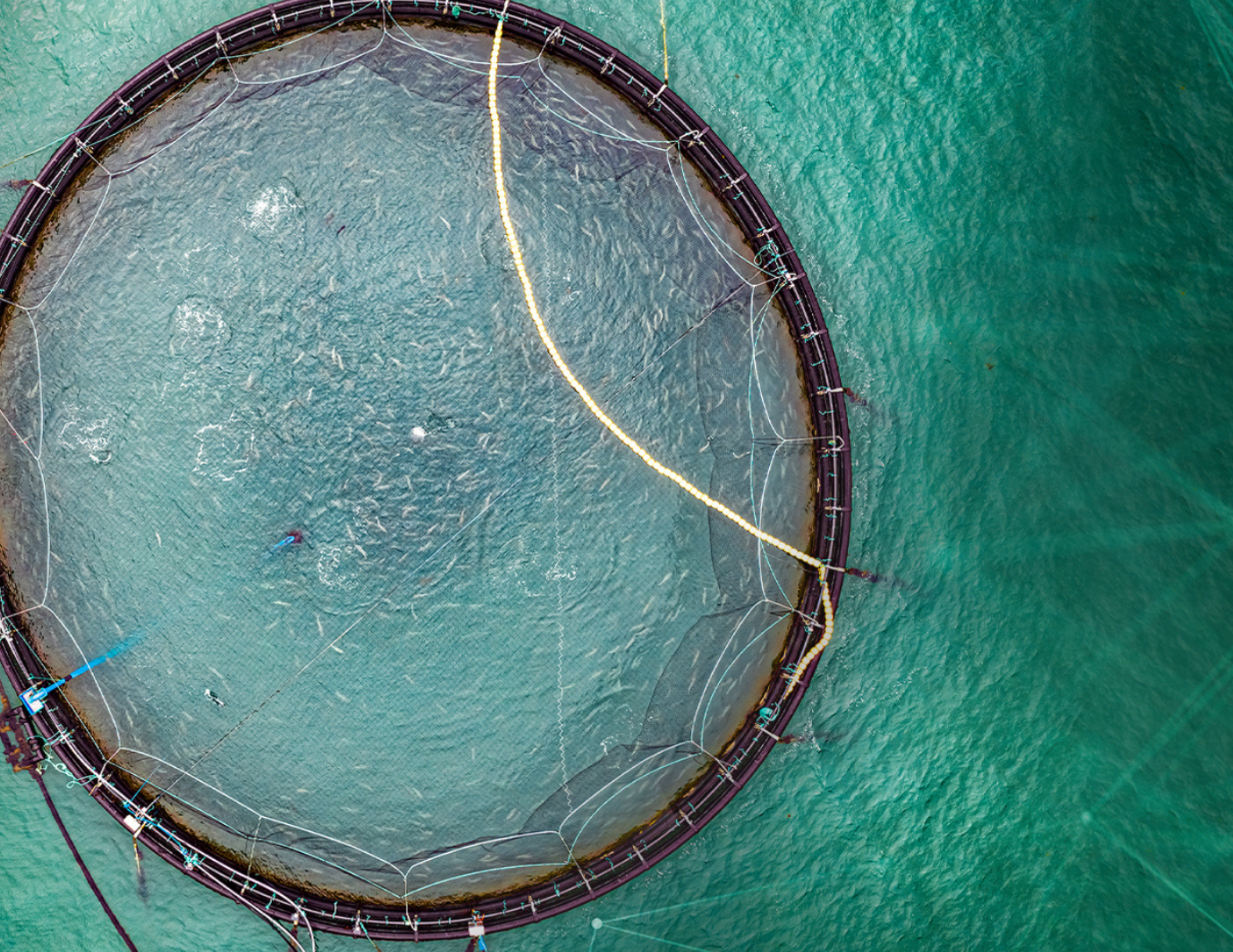 Using data analytics to optimize aquaculture biomass